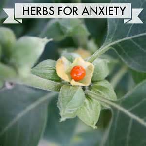 Herbs that heal anxiety